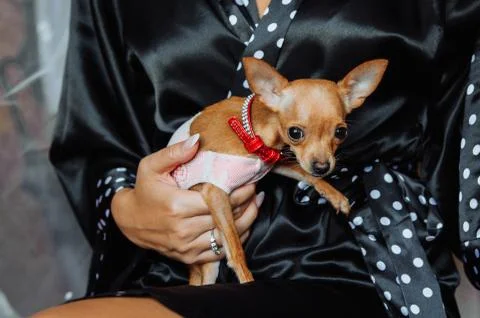 A small dog in the arms Stock Photos