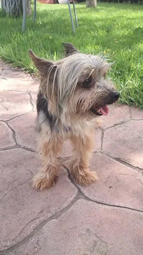 Small Dog in the Backyard Stock-Footage 246288885