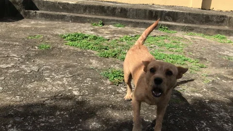 Small dog barking and wagging tail  Stock Footage 339304623