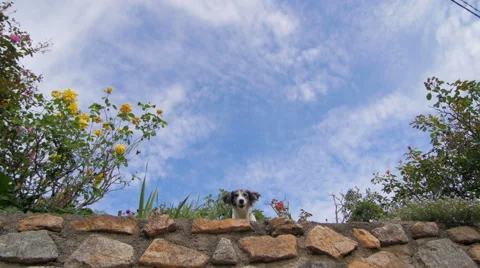 Small dog barking with blue sky 스톡 동영상 58616736