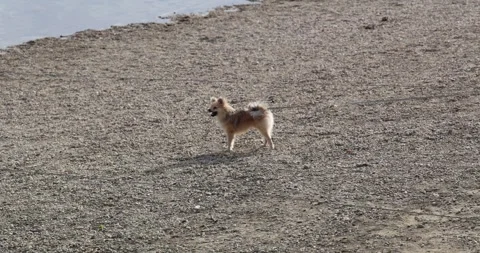 A small dog barking energetically on a beach Stock Footage 321695117