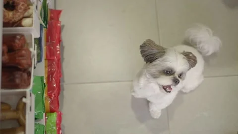 Small dog barking at the pet store Video stock 220037871