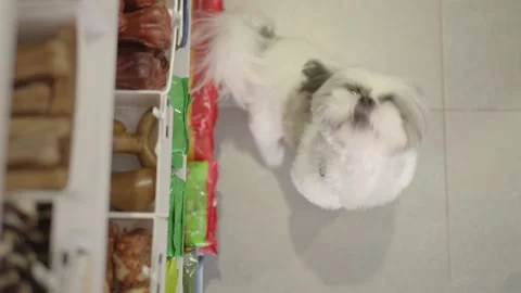 Small dog barking at the pet store Stock Footage 220037899