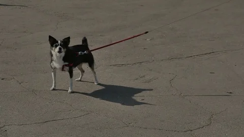 Small dog barks closely at camera for sometime in sunlight HD Video stock 79052766