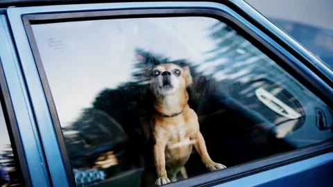 A small dog barks out of the car from the passenger seat behind the glass Stock Footage 319830850