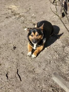 Small dog basking in the spring sun Stock Photos