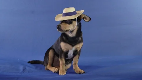 Small dog with beach hat. Blue screen Stock Footage 119712533