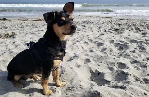 Small dog on beach 스톡 사진