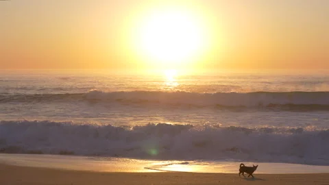 Small dog on beach at sunset Stock Footage 252014021