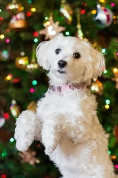 Small dog begging Stock Photos