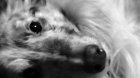 Small dog being loved. Close up / Black and white. 스톡 동영상 46394612