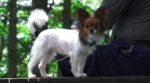 Small Dog On Bench By Owner 4K Stock Footage 46028632