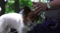 Small Dog On Bench Is Petted By Owner 4K 4k or 4k+ Resolution
