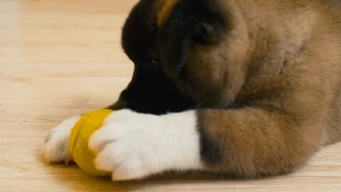 Small dog biting yellow ball Видео 111220530