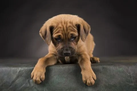 Small dog on a black background Stock Photos