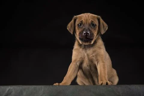 Small dog on a black background Stock Photos