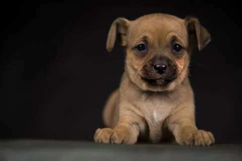 Small dog on a black background Stock Photos