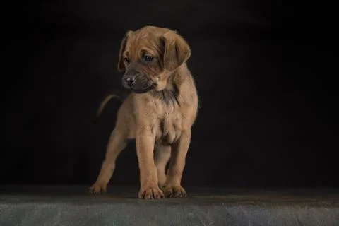 Small dog on a black background Stock Photos