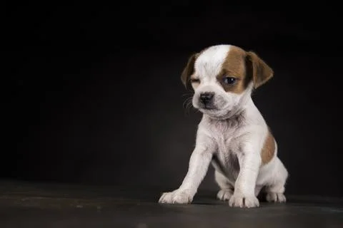 Small dog on a black background Stock Photos