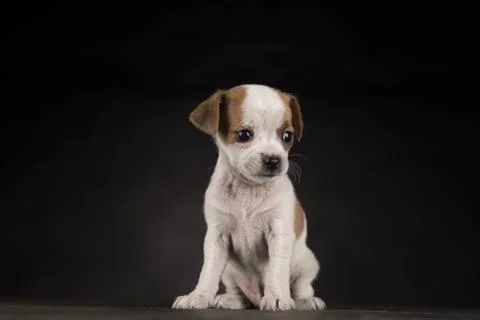Small dog on a black background Stock Photos