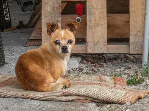 Small dog on a blanket facing the camera Stock Photos