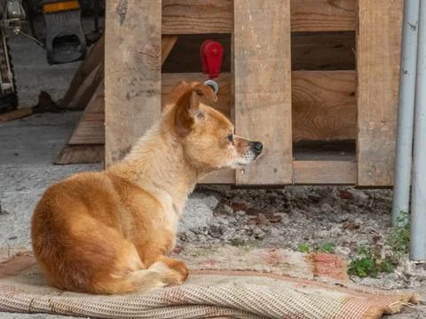 Small dog on a blanket facing forward Stock Photos