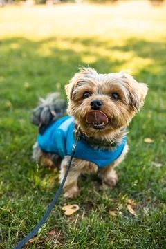 Small Dog in Blue Jacket Sitting on Grass in Park Stock Photos