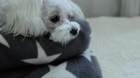 The small dog is bored in the apartment. Stock Footage 275367209