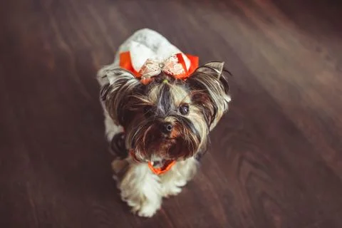 Small dog with a bow Stock Photos