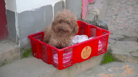 Small dog in the box Stockbeeldmateriaal 49058022