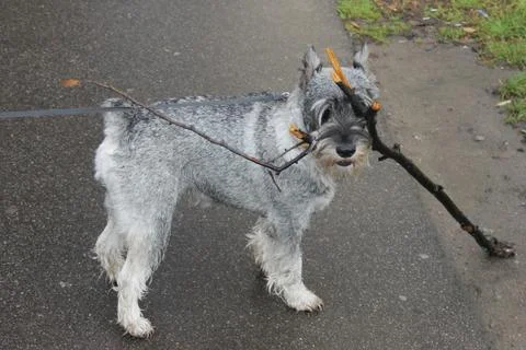 Small dog with a branch Stock Photos