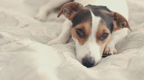 Small dog breed the Jack Russell Terrier lays on the bed 스톡 동영상 68385022