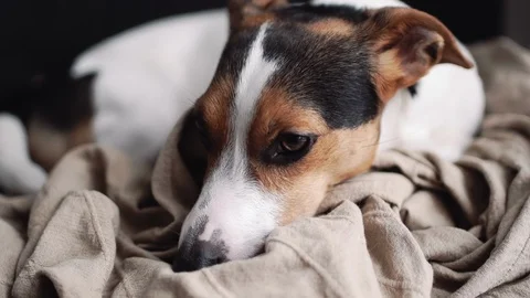Small dog breed the Jack Russell Terrier lays on his place 動画素材 86028942