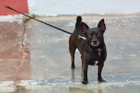 Small dog breed Stock Photos