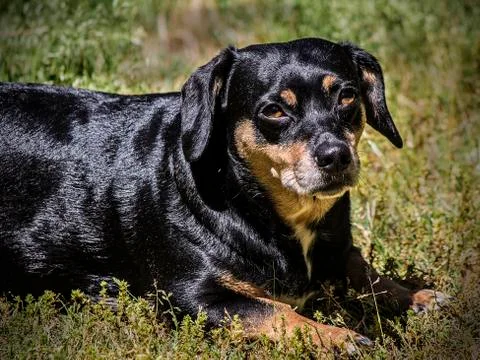Small dog catching some rays Stock Photos