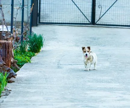 A small dog caught in the yard of the house while it was playing and is careful Stock Photos
