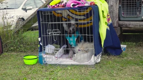 A small dog in a cave 動画素材 118014165