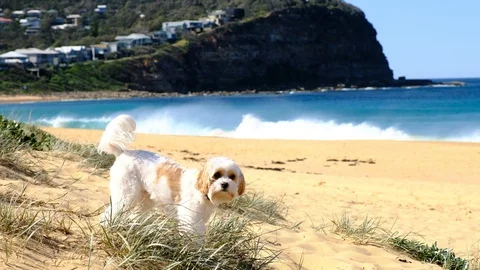 Small dog checking out beach dunes Stock Footage 93723705