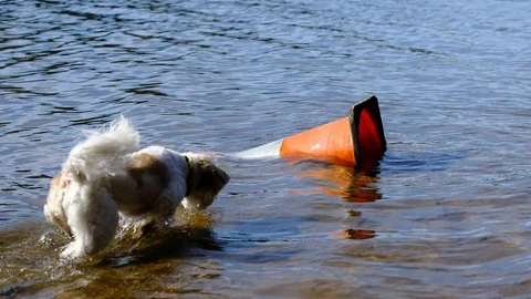 Small dog checking traffic cone dumped into lake Stock Footage 93627632