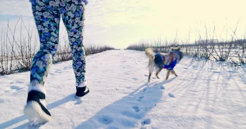 A small dog cheerfully walks ahead on a walk. Stock Footage 253438880