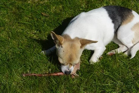 Small dog chewing bone in green grass outdoors Photos