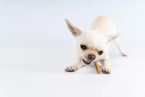 Small dog chewing on a treat while sitting on a light surface Stock Photos
