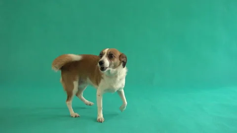 Small dog chews on a green background Video stock 87987503