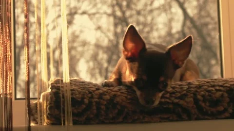 Small dog, chihuahua Stock Footage 84694483