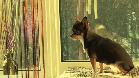 Small dog, chihuahua Stock Footage 84695069