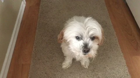Small Dog Close Up in Hallway Video stock 98755338