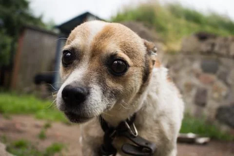 Small dog close-up Stock Photos