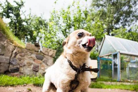 Small dog close-up Stock Photos