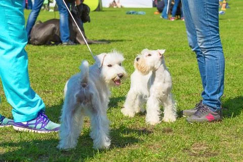 Small dog close-up Stock Photos