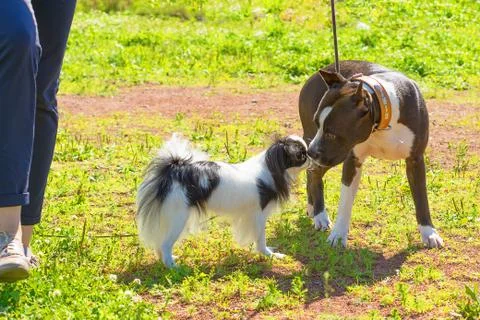 Small dog close-up Stock Photos